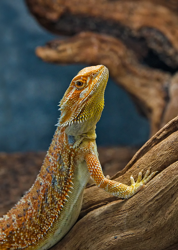 Part Dragon, Part Ham.jpg