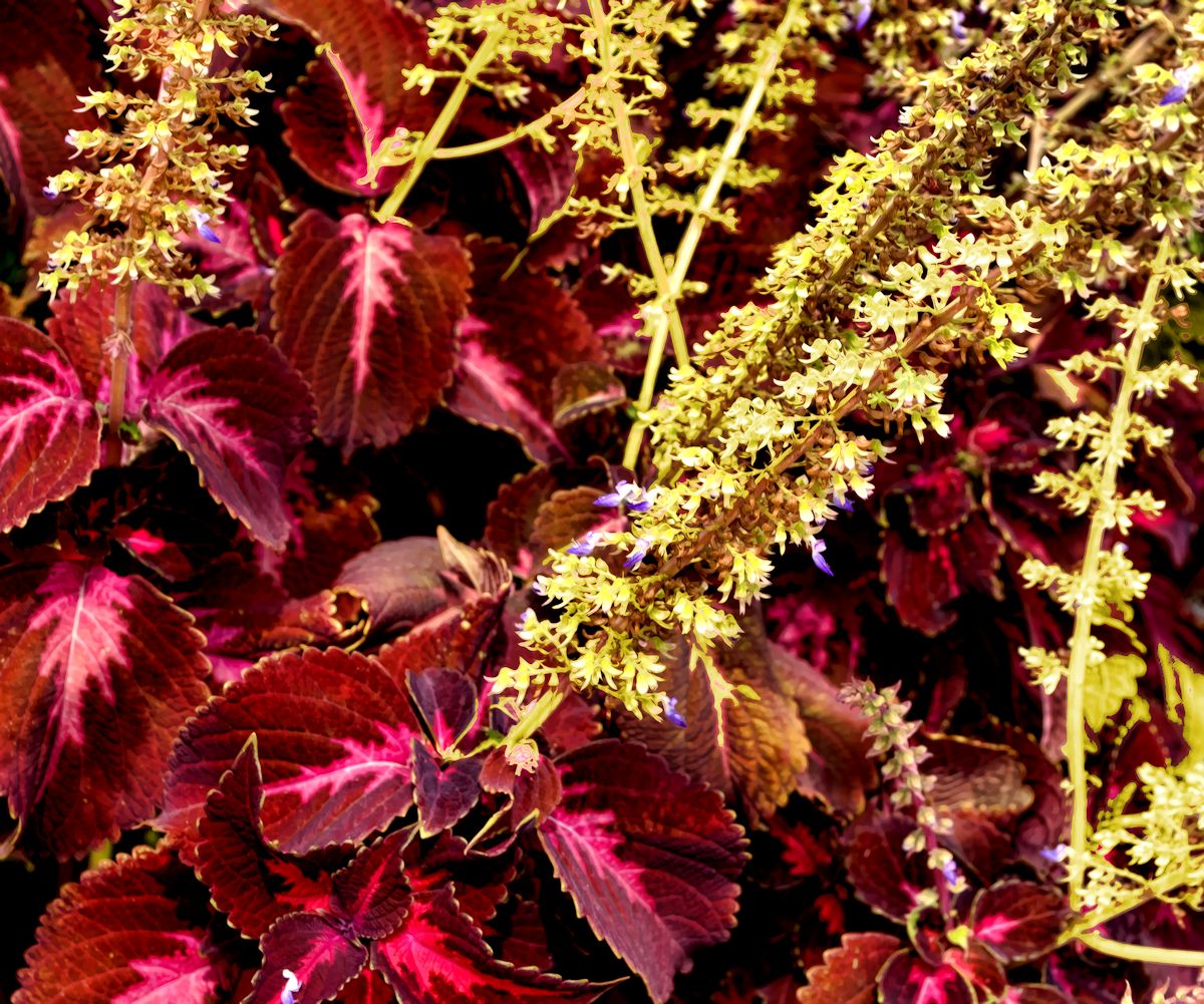 Partridge Creek flowers 1200.jpg