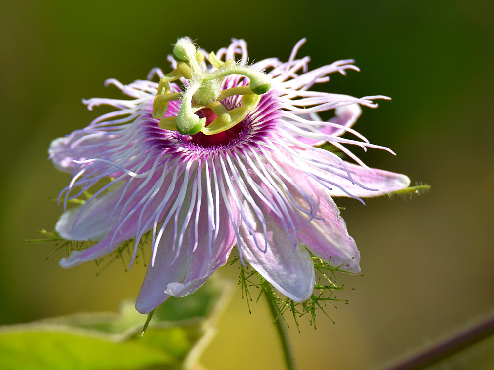 Passflora.jpg