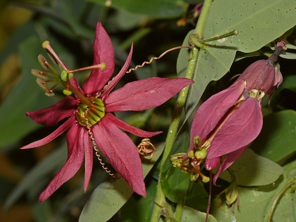 Passflora.jpg