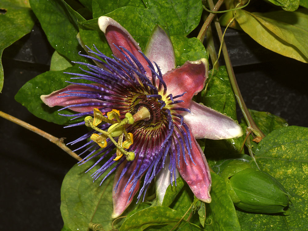 Passflora3.jpg