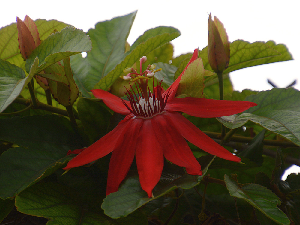 Passiflora.jpg
