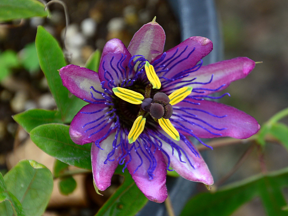 Passiflora.jpg