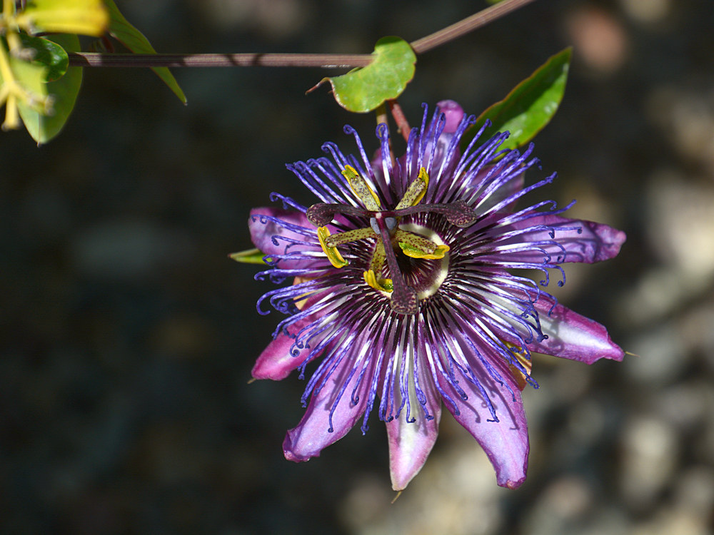 Passiflora.jpg