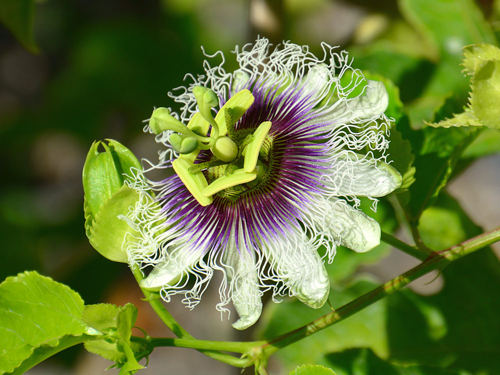 Passiflora.jpg