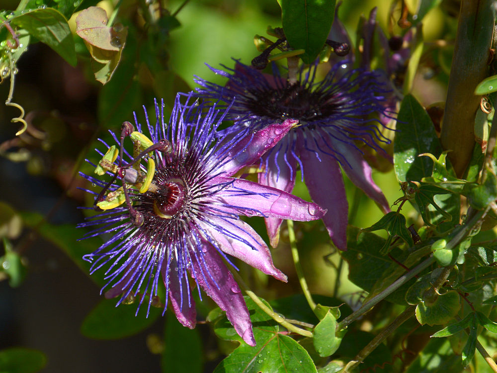 Passiflora.jpg