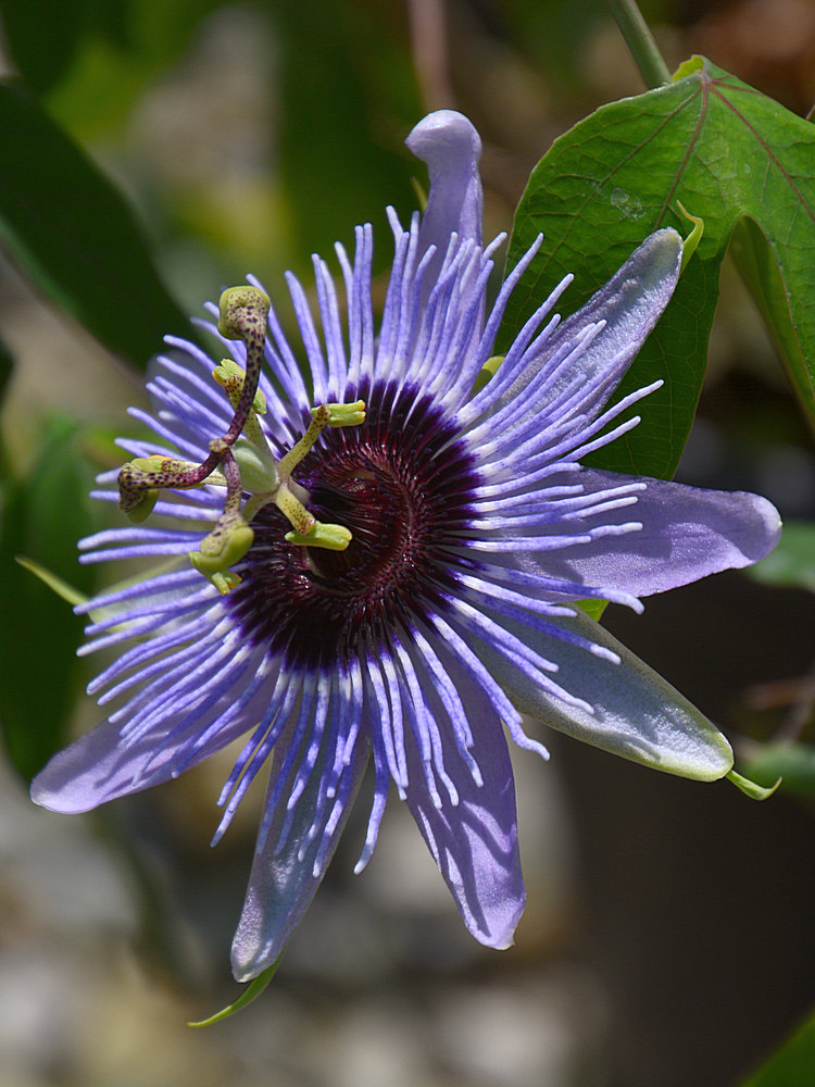 Passiflora.jpg