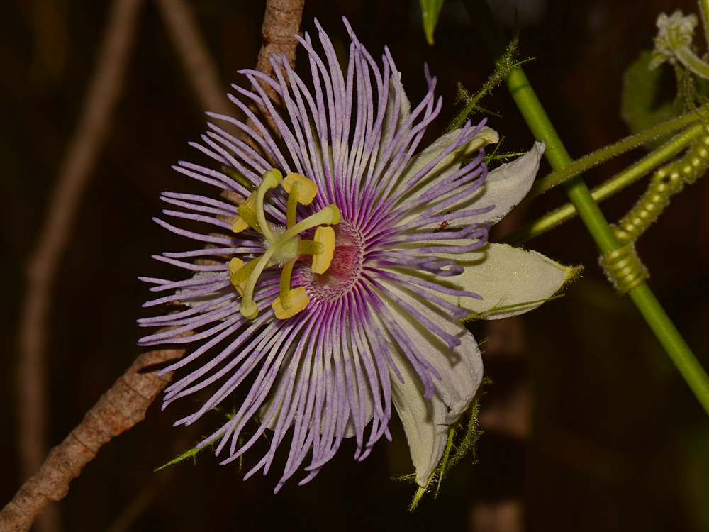 Passiflora.jpg