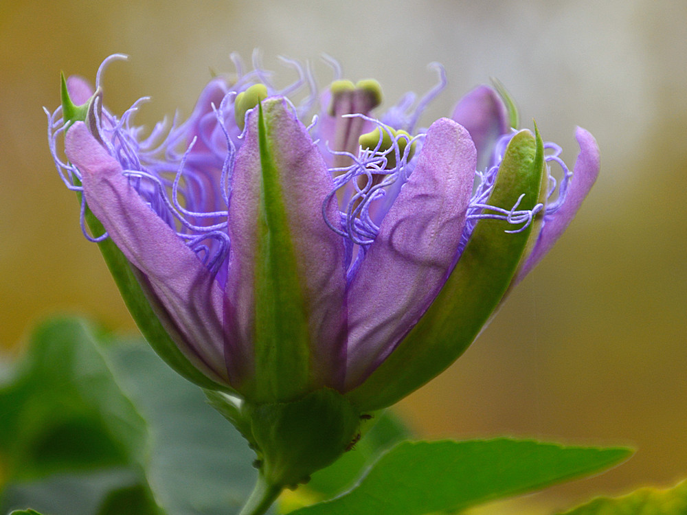 Passiflora.jpg
