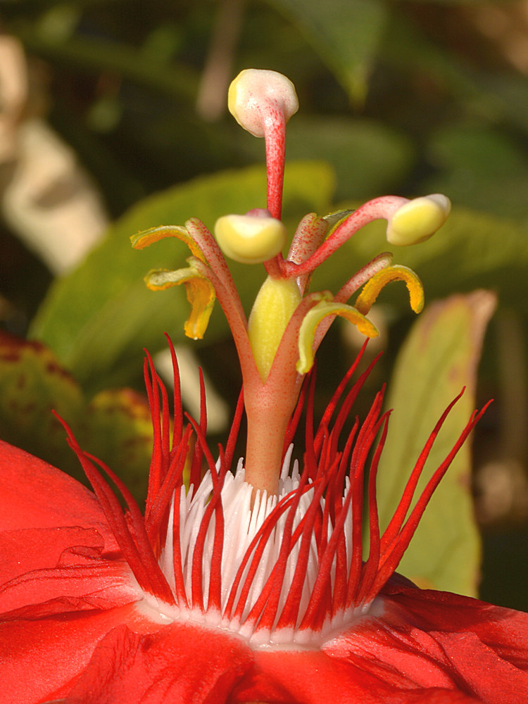 Passiflora.jpg