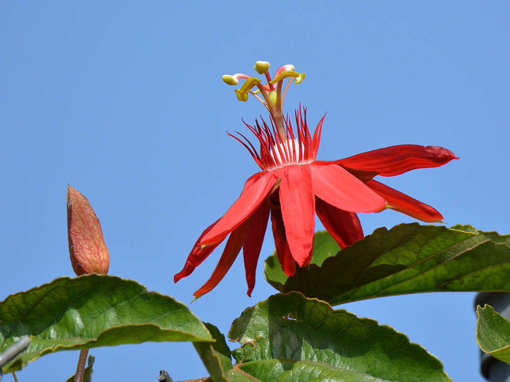 Passiflora.jpg