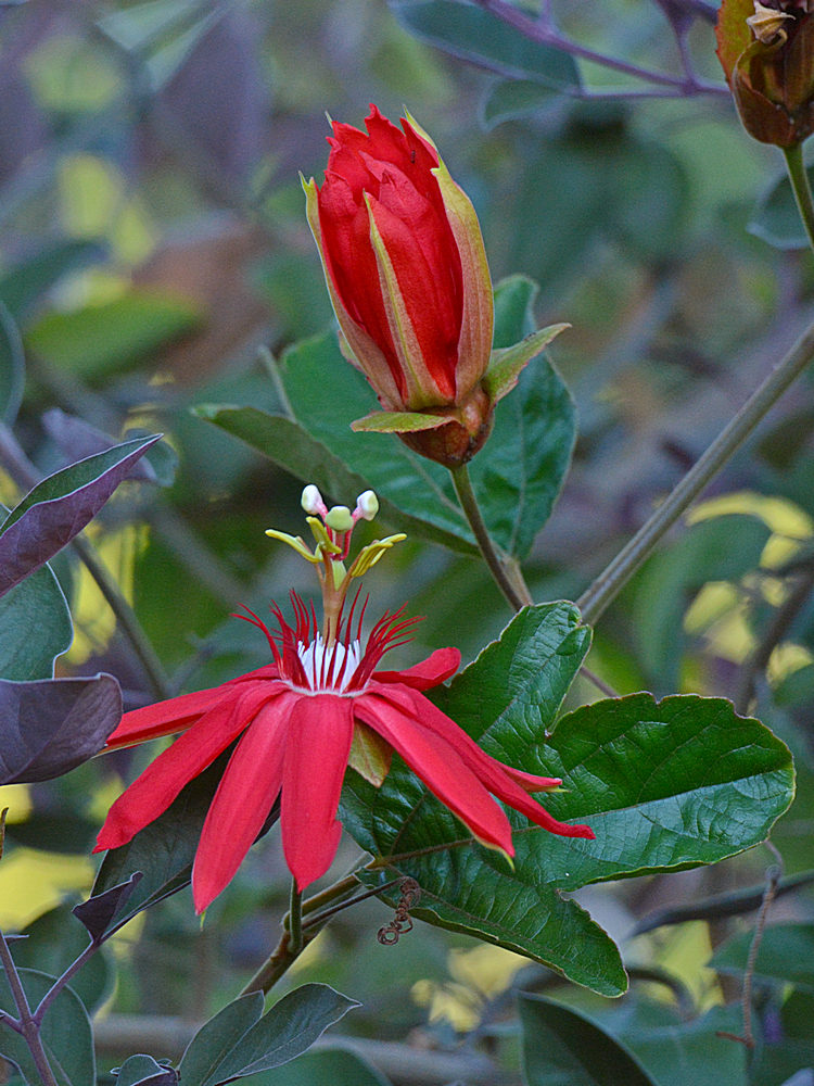 Passiflora.jpg