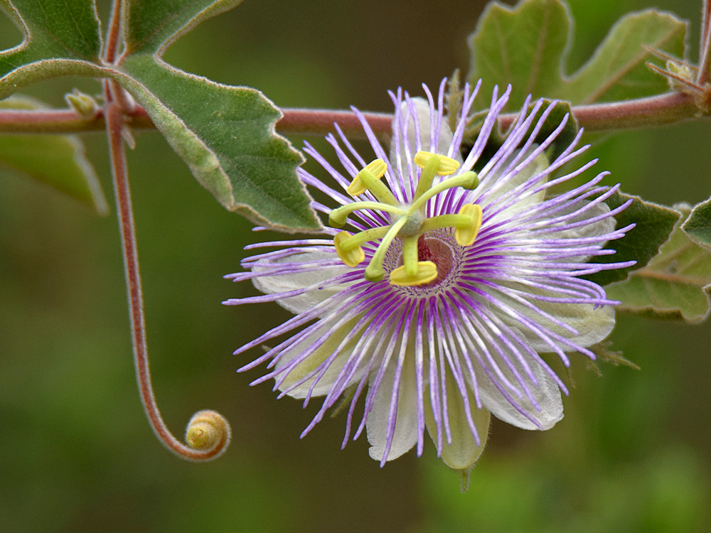 Passiflora.jpg