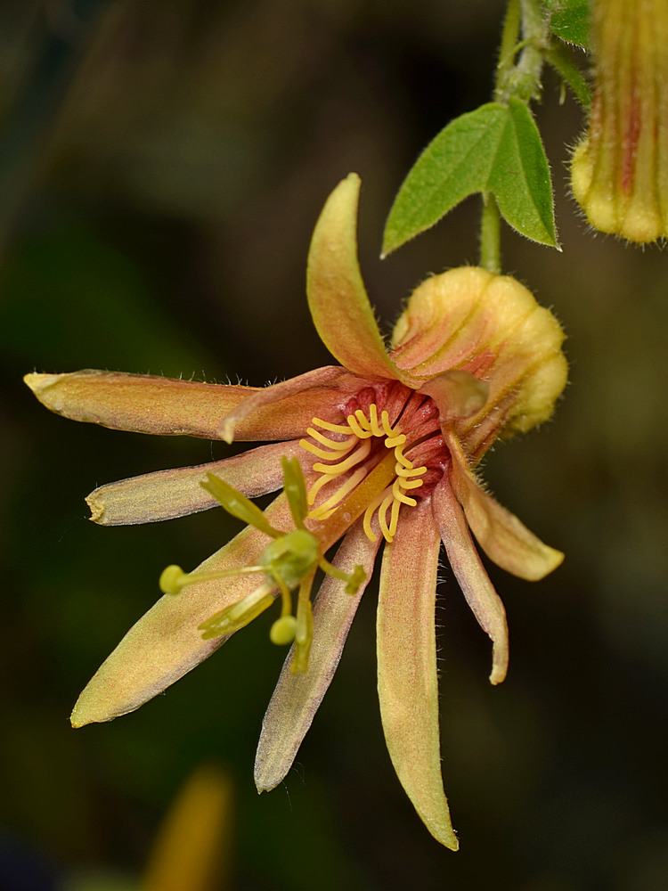 Passiflora.jpg