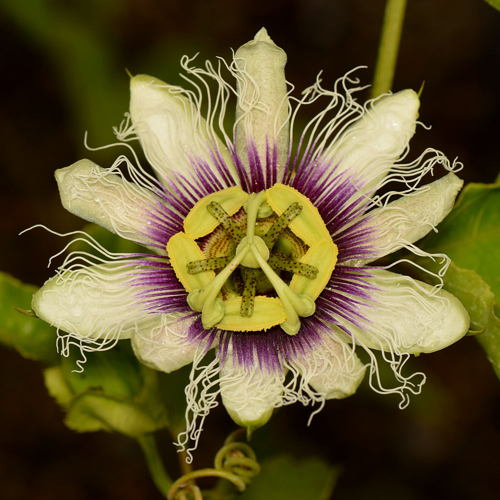 Passiflora.jpg