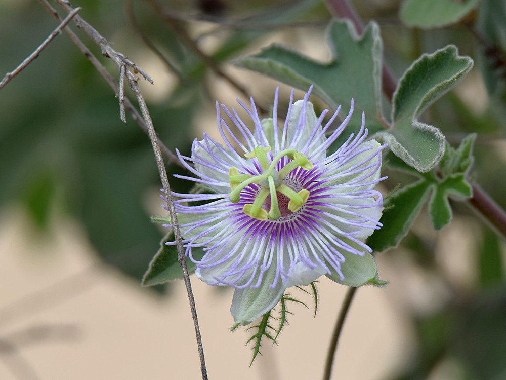 Passiflora.jpg