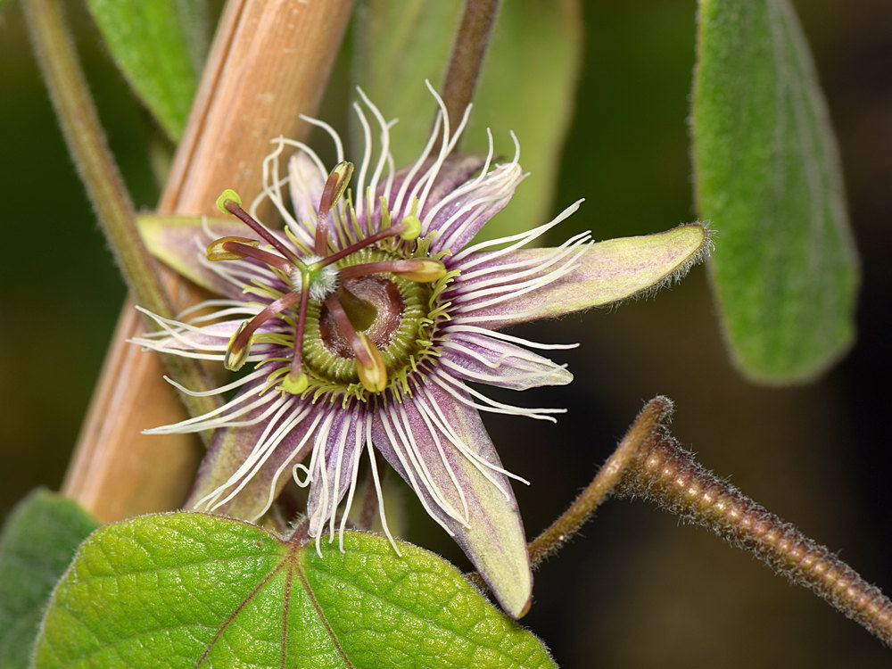 Passiflora.jpg