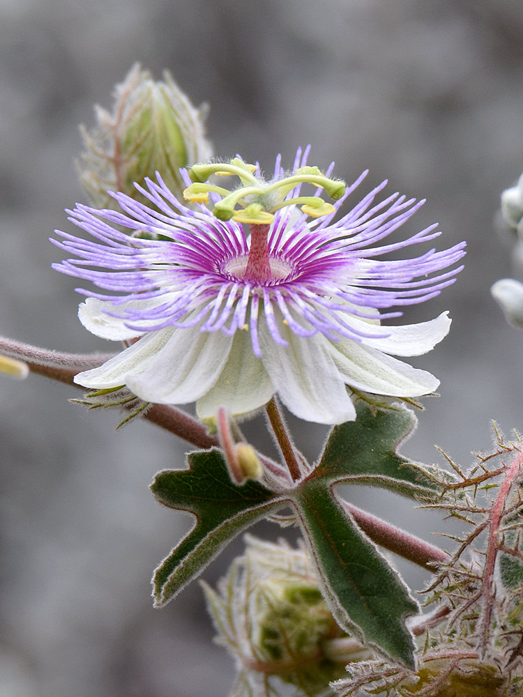 Passiflora.jpg