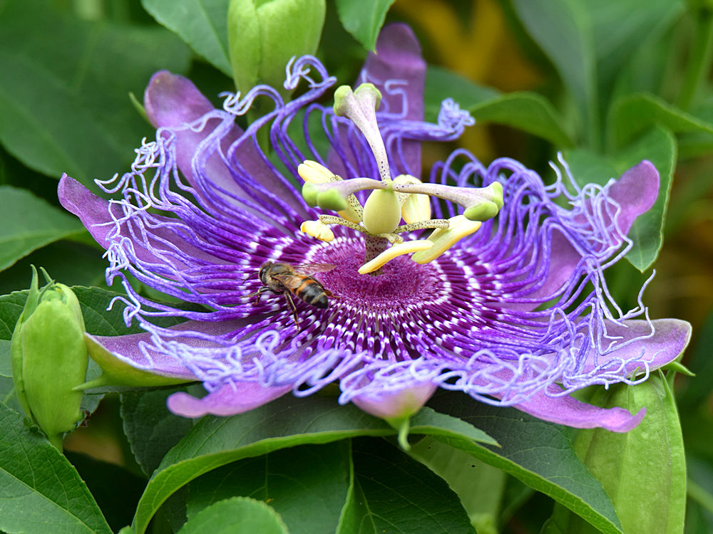 Passiflora.jpg