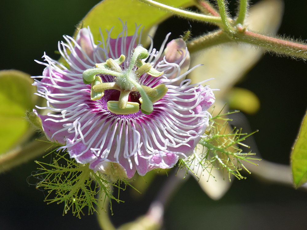 Passiflora.jpg