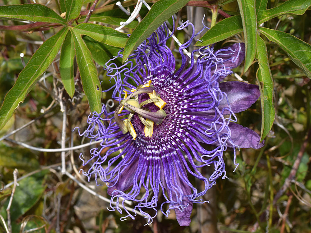 Passiflora.jpg