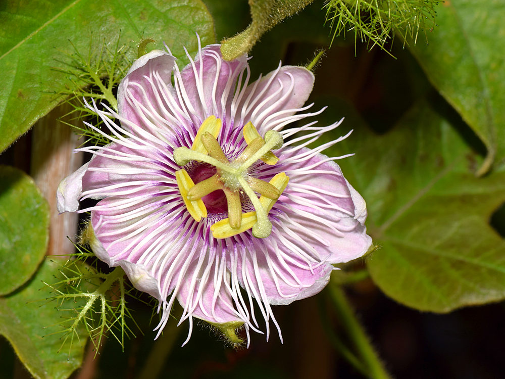 Passiflora.jpg