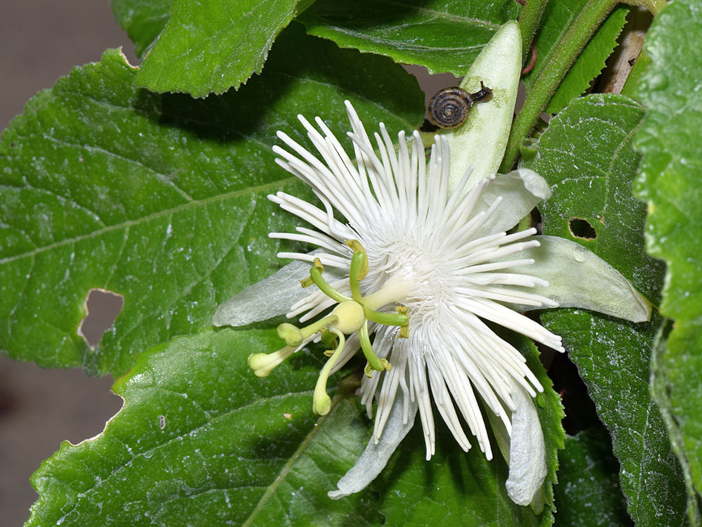 Passiflora.jpg