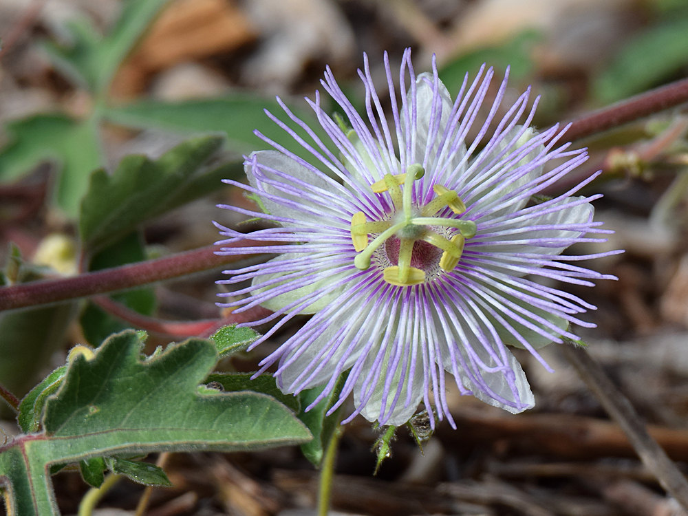 Passiflora.jpg