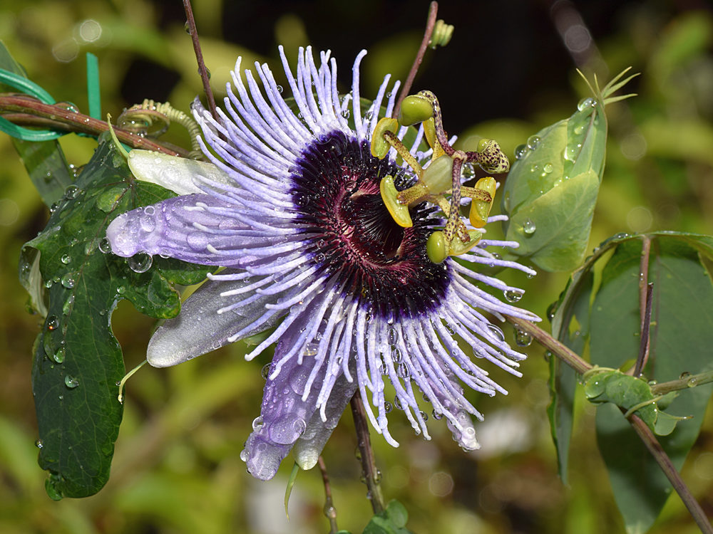 Passiflora.jpg