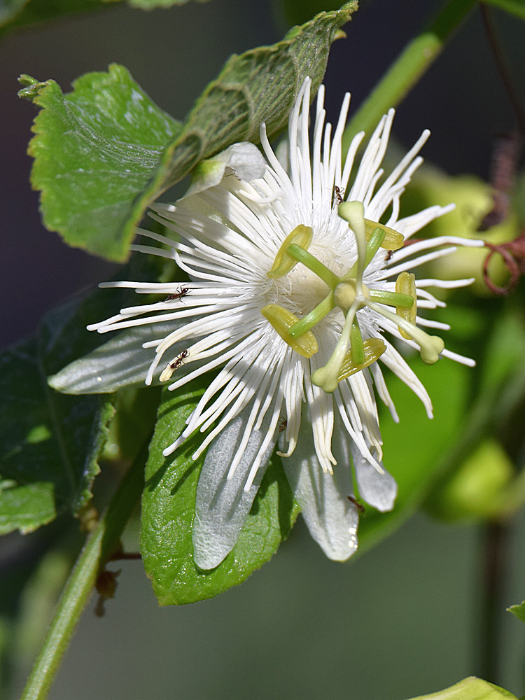 Passiflora.jpg