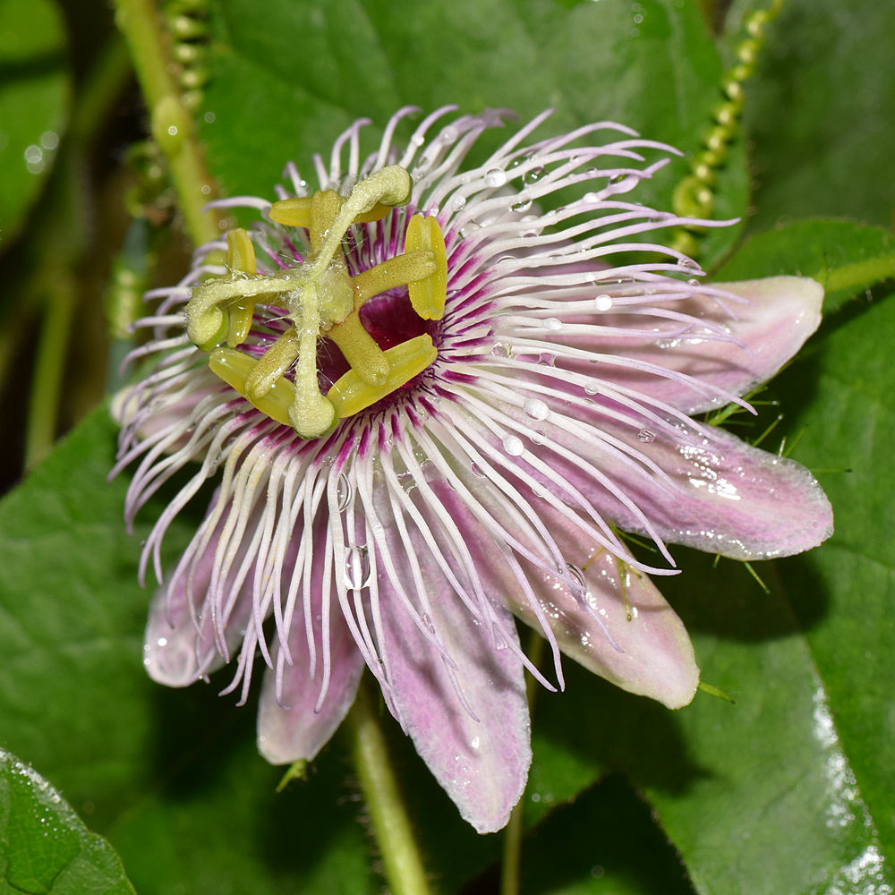 Passiflora.jpg