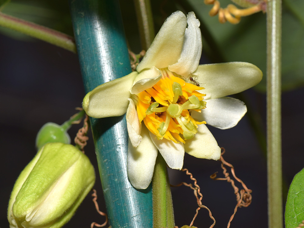 Passiflora.jpg