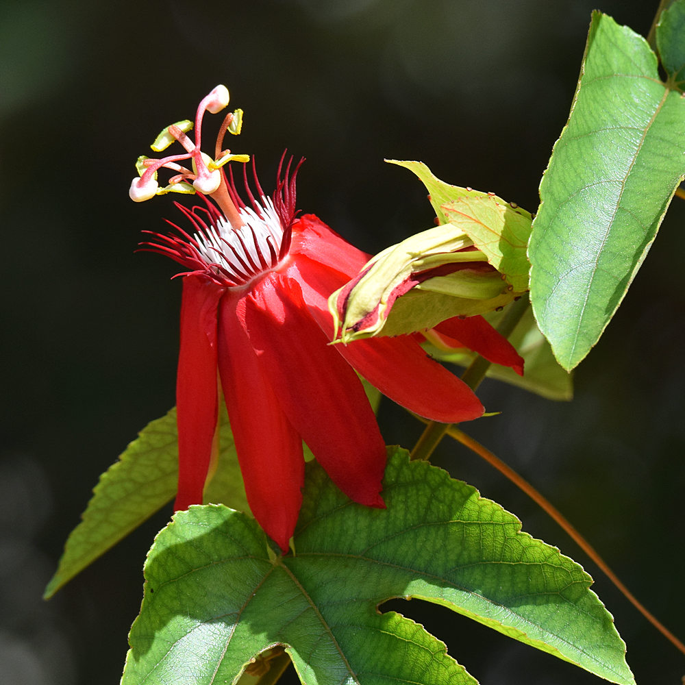 Passiflora.jpg