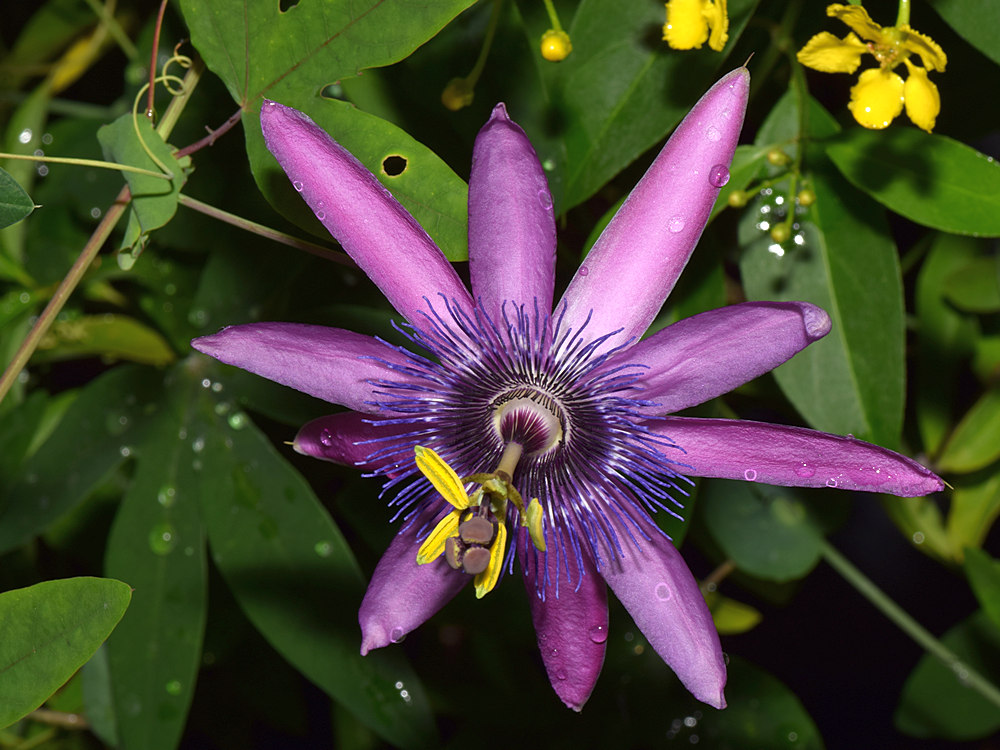 Passiflora.jpg