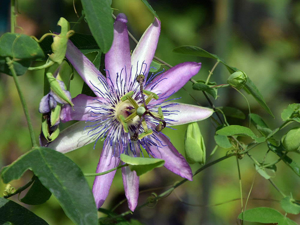 Passiflora.jpg