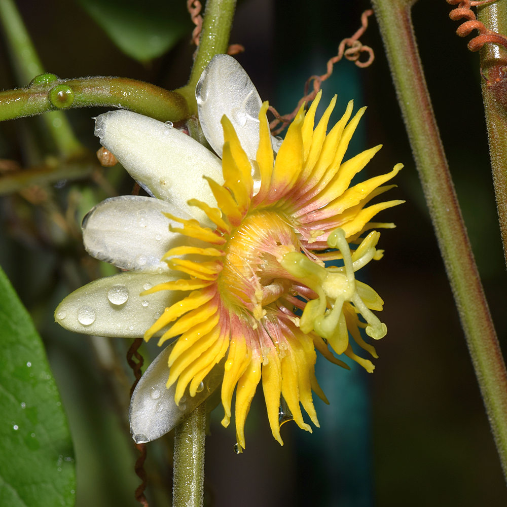 Passiflora.jpg