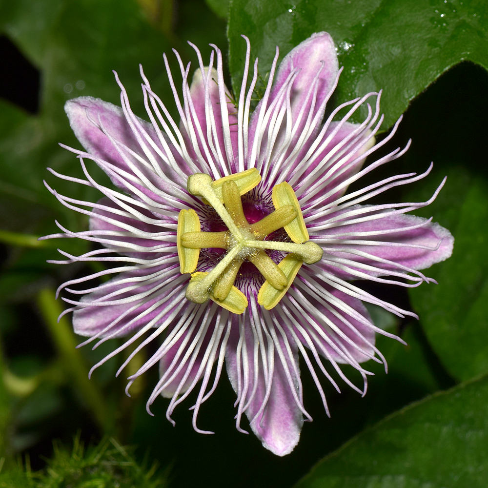 Passiflora.jpg