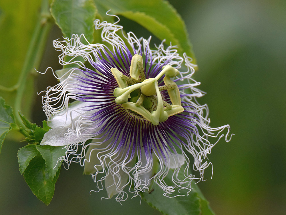 Passiflora.jpg