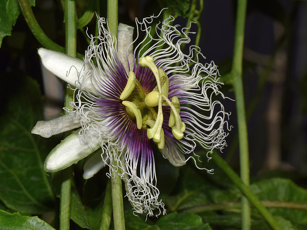 Passiflora.jpg