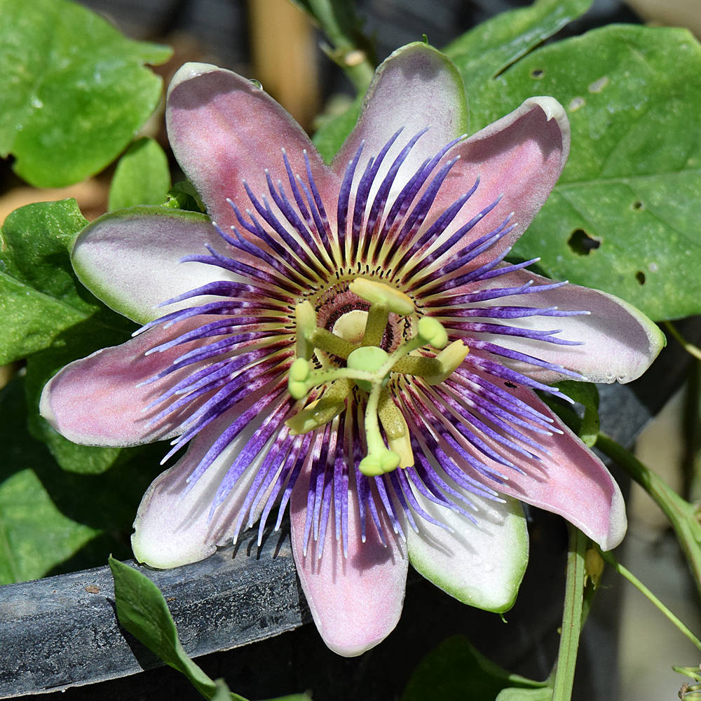 Passiflora.jpg