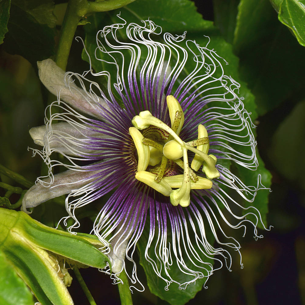 Passiflora.jpg