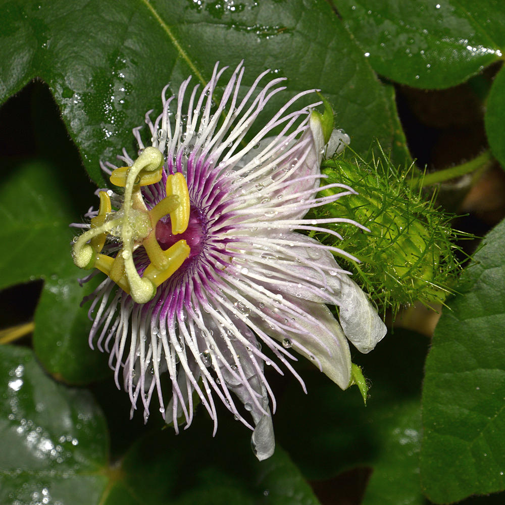 Passiflora.jpg