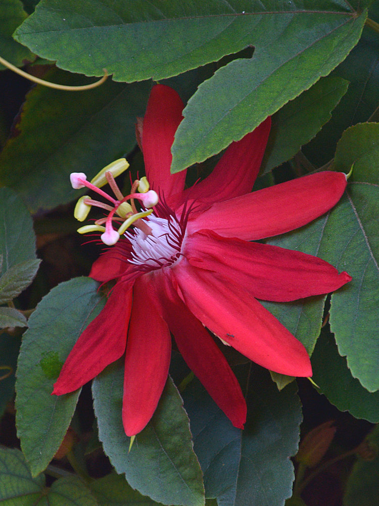 Passiflora.jpg