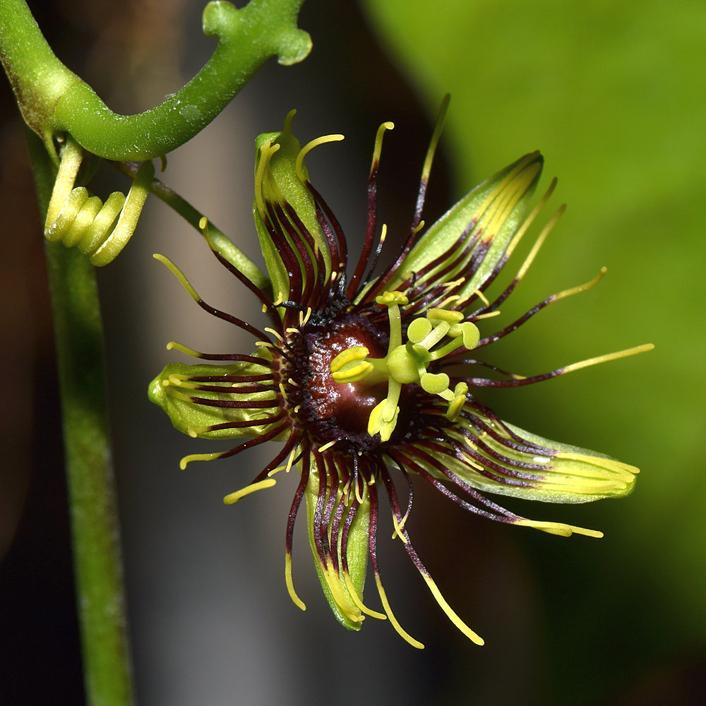 Passiflora.jpg