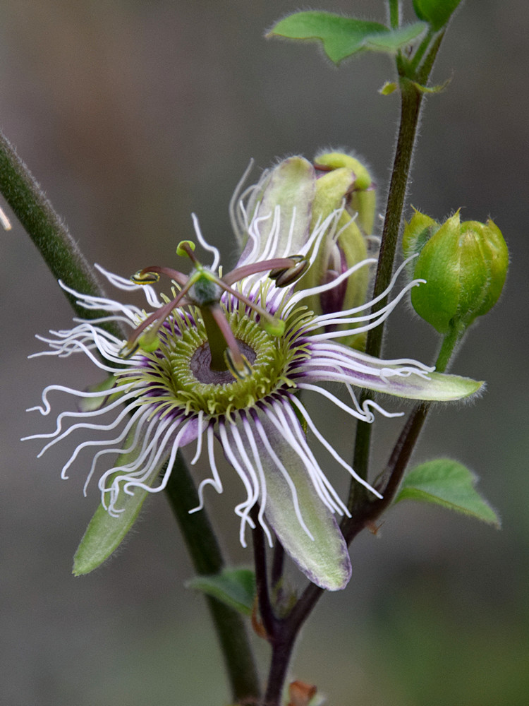 Passiflora.jpg