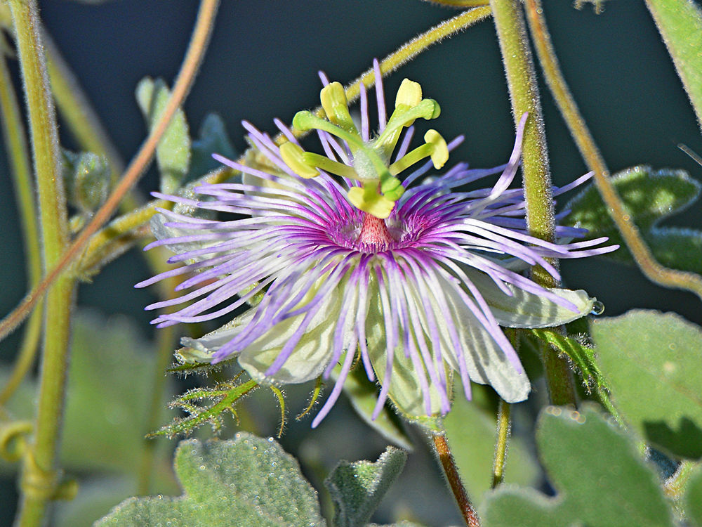 Passiflora.jpg