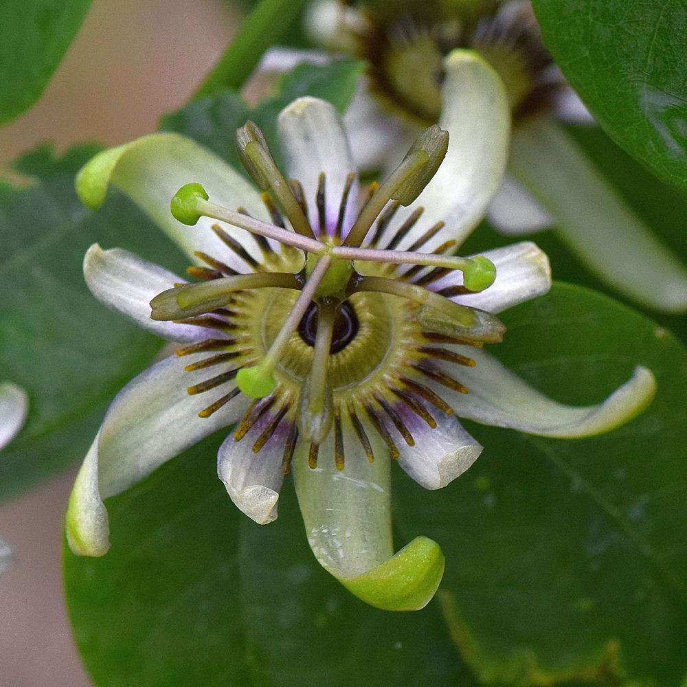 Passiflora.jpg