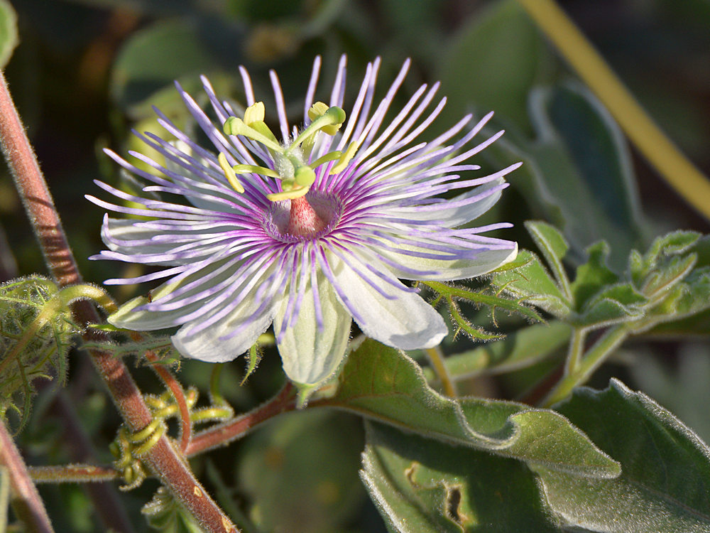 Passiflora.jpg
