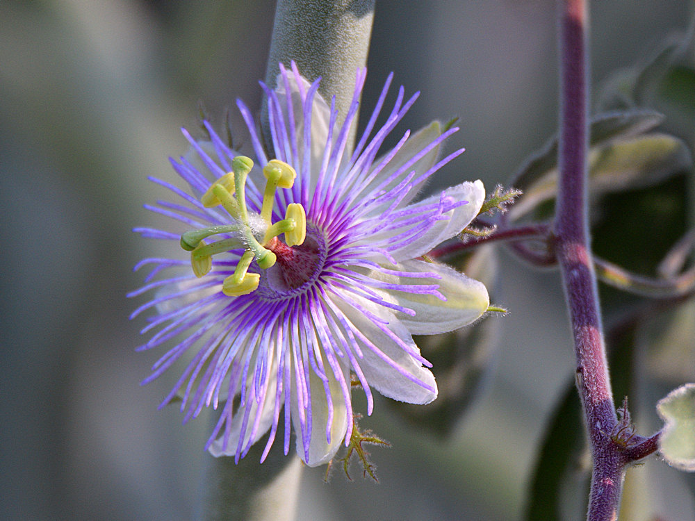 Passiflora.jpg