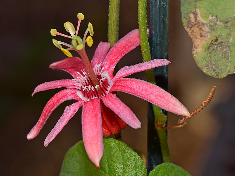Passiflora.jpg